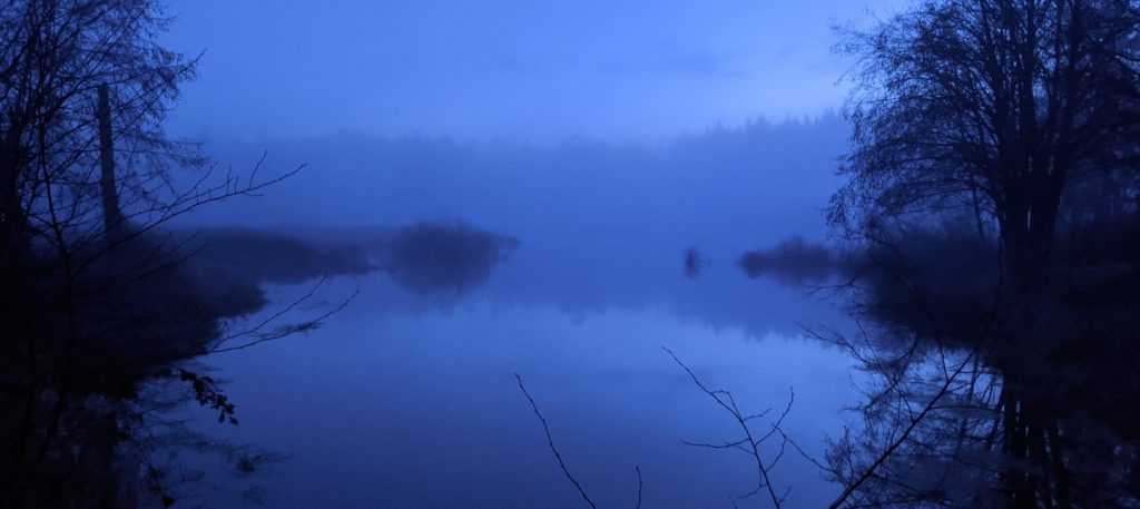 image of reflections on a pond on Whidbey Island in the early morning fog