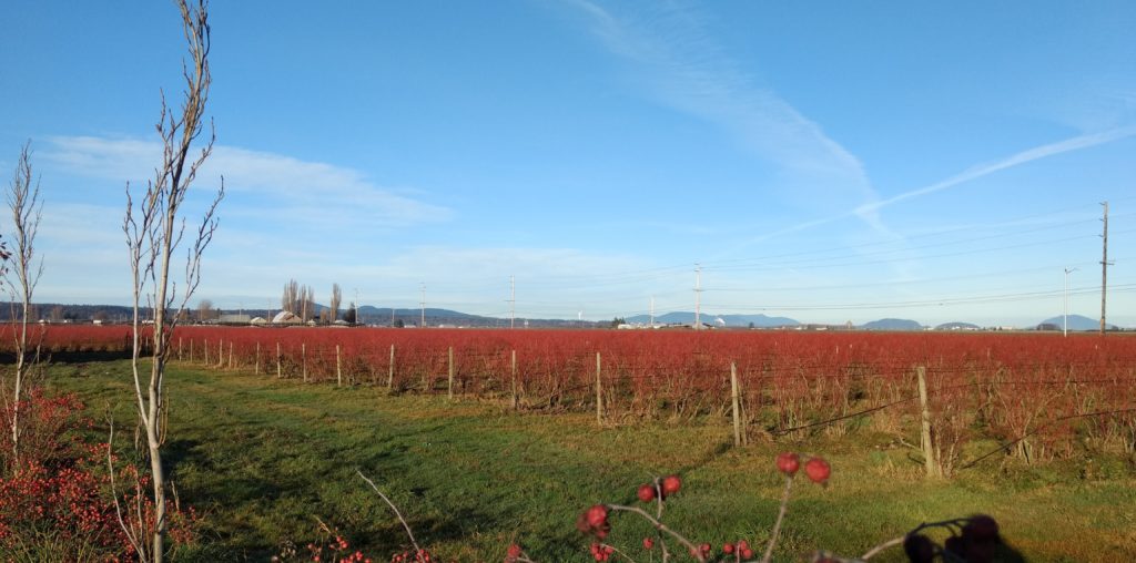 Picture of a blueberry field in the autumn when the plants are red, with a blue sky in the background. 