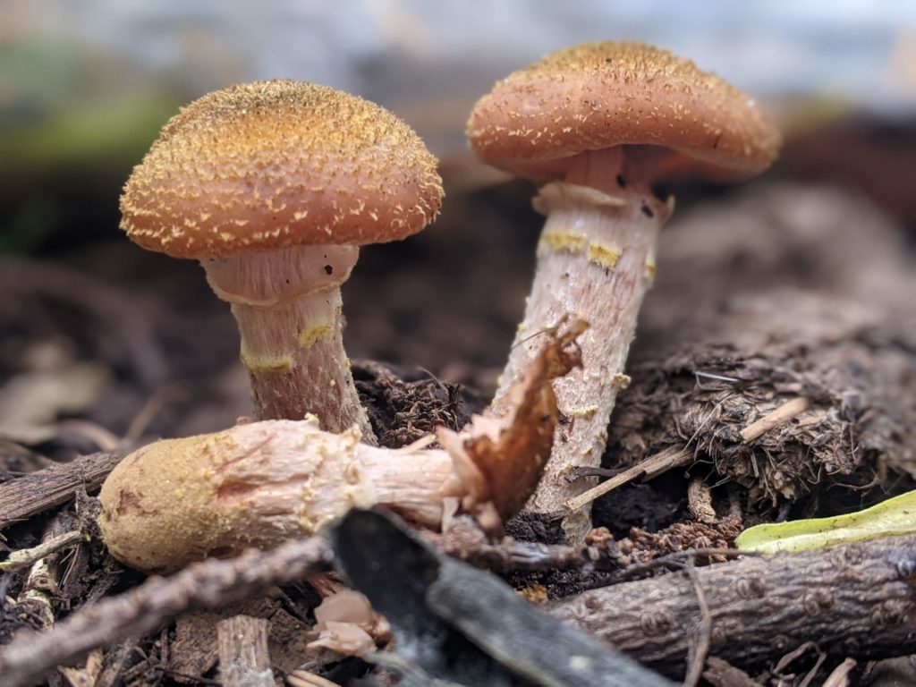 Image of two mushrooms amongst compost with an additional mushroom piece fallen over. 