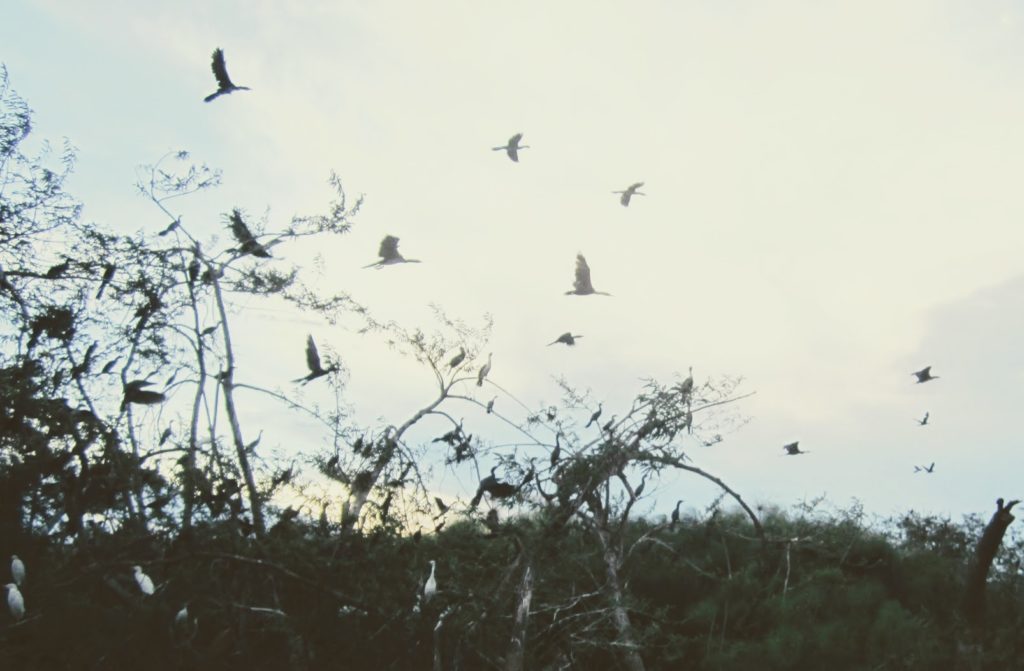 birds flying over bushes at dawn