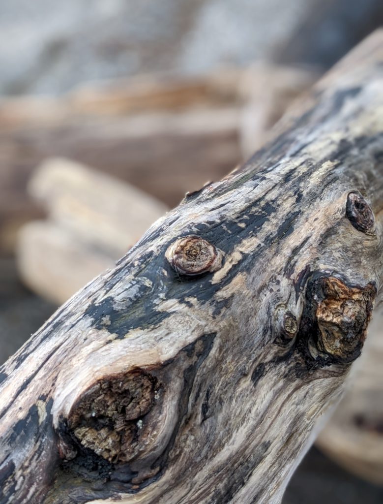 Close up of a piece of driftwood on the beach that appears to have a face on it. 