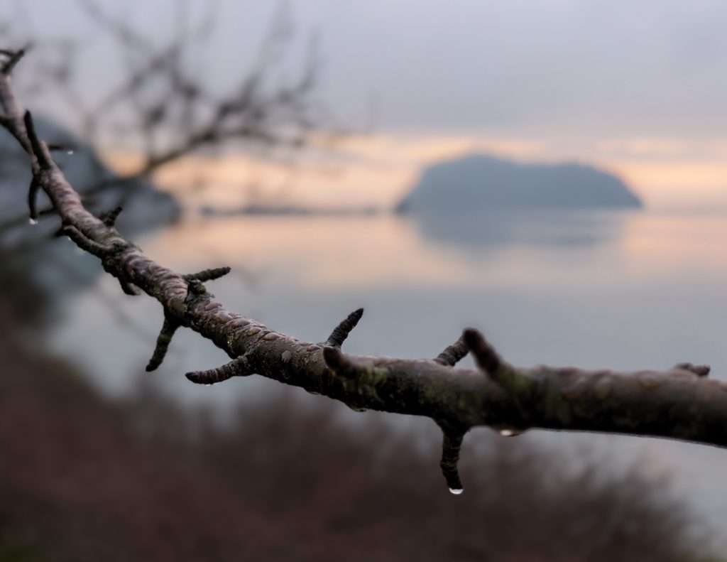 Picture of dew dripping off a branch with the blurred landscape of the Skagit estuary in the distance. 
