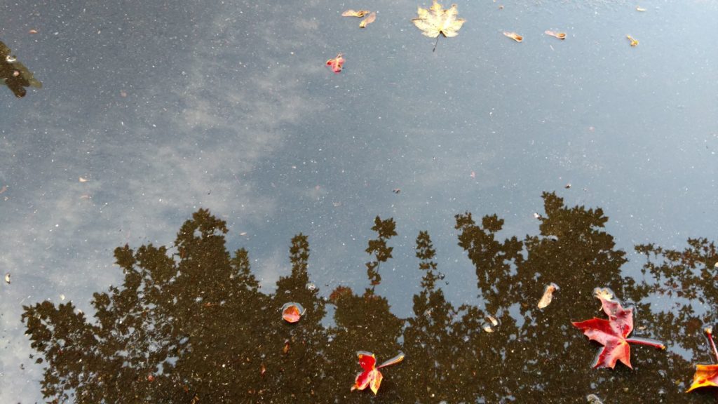 reflections of trees in a puddle with autumn leaves floating on top