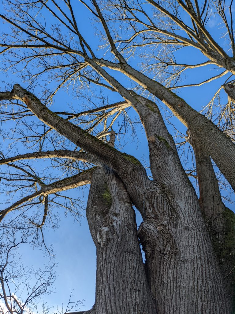 Looking up the twisted trunks of a 100 year old big leaf maple tree with blue sky behind. No leaves. 