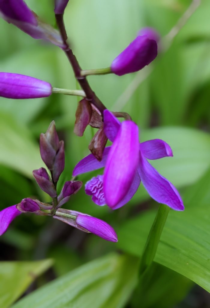 Close up image of of a small wild temperate purple orchid from the University of Washington's Medicinal Garden. 