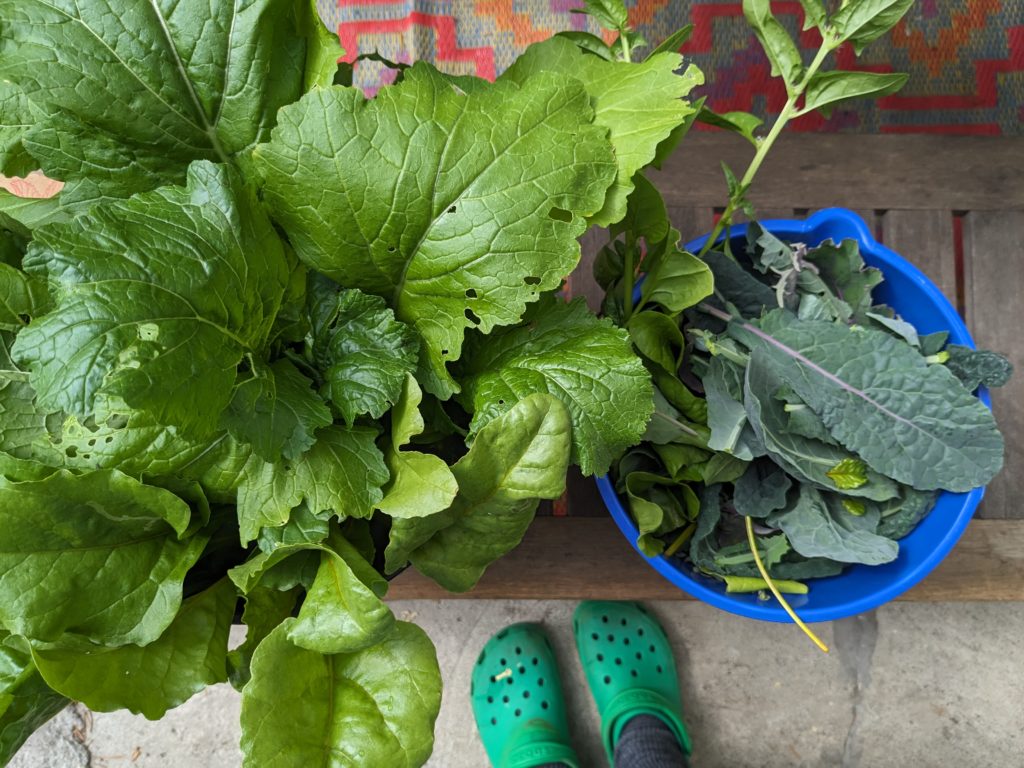 Two buckets of greens (turnips and kale, to be specific) from the garden and a glimpse of a pair of feet in green garden clogs. 