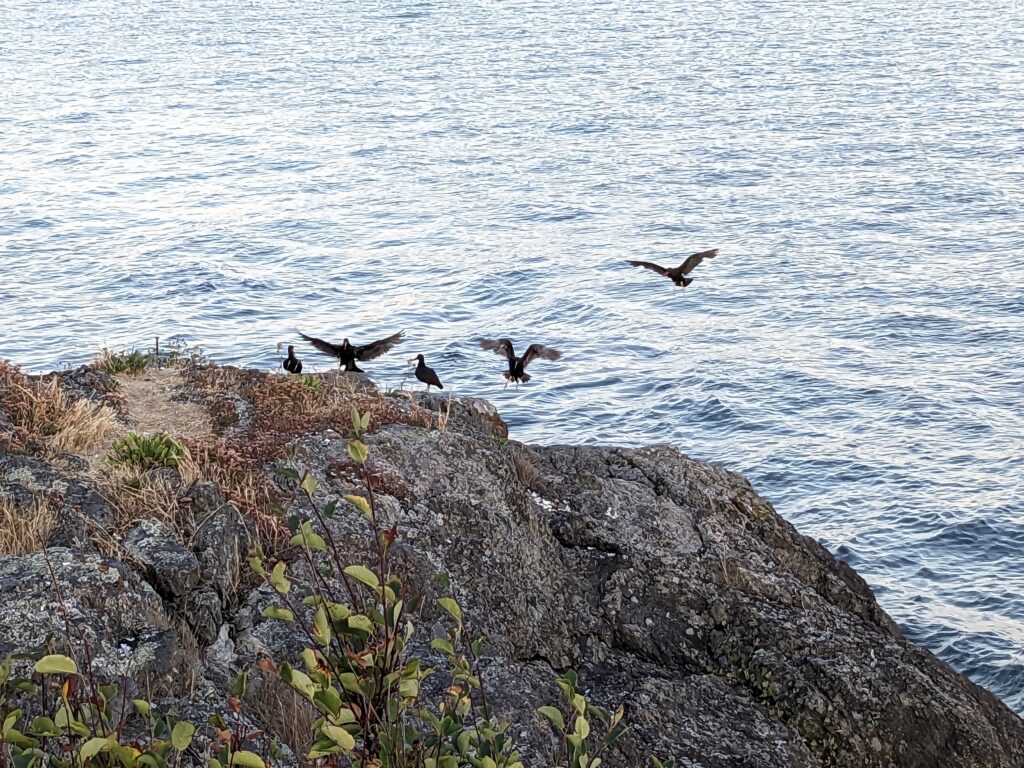Image of a rock outcropping into a bay with oystercatcher birds landing
